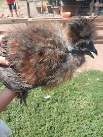 Gallina Moroseta Showgirl