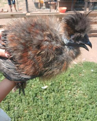 Gallina Moroseta Showgirl