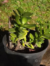 Pianta di giada