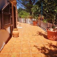 alberi di limoni e arance