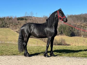 C.Erca.Si Cavallo Frisone