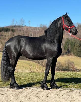 C.Erca.Si Cavallo Frisone