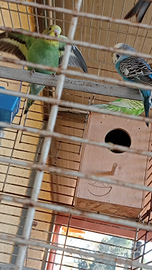 Vando 2 pappagalli giovani