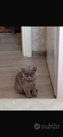 British shorthair