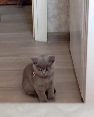 British shorthair