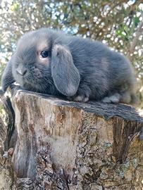 Conigli/coniglietti ariete nano