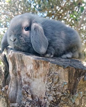 Conigli/coniglietti ariete nano