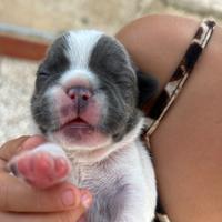 Bull dog Francese