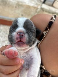 Bull dog Francese