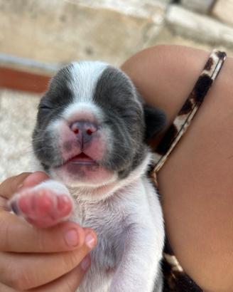 Bull dog Francese
