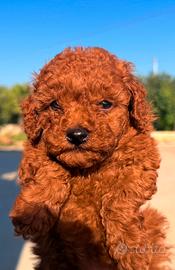 Cuccioli di barboncino Toy Red