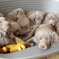 Weimaraner cuccioli