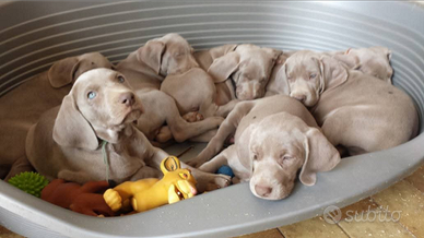 Weimaraner cuccioli