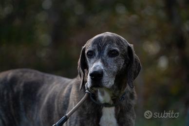 Lillo, mix bracco. Adozione. Mugello