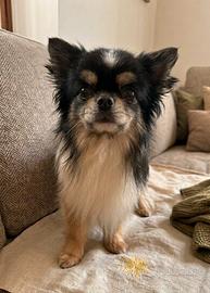 Chihuahua adulti maschi