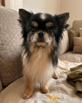 Chihuahua adulti maschi