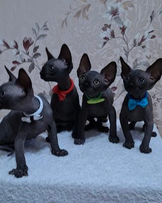 Cuccioli di sphynx trasporto in tutta italia