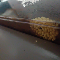 Uova di lumaca gigante africana