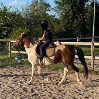 Splendido pony pezzato bravissimo