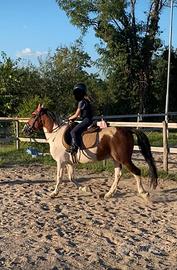 Splendido pony pezzato bravissimo 12 anni