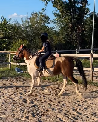 Splendido pony pezzato bravissimo 12 anni