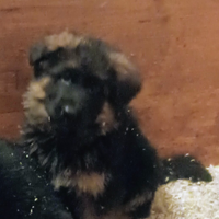 Cucciola di pastore tedesco