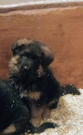 Cucciola di pastore tedesco