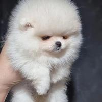 Pomerania spitz nano