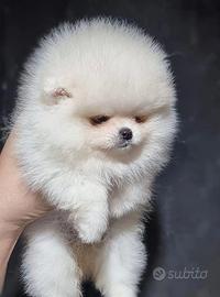 Pomerania spitz nano