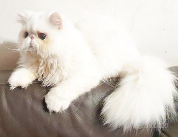 gatto persiano ipertipico maschio 