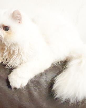 gatto persiano ipertipico maschio 