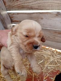 Cuccioli di cocker spaniel con pedigree ENCI