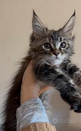 Cucciola Maine Coon con pedigree