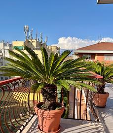 Cycas in vaso