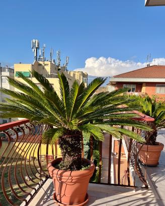 Cycas in vaso