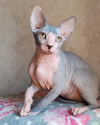 Sphynx cuccioli