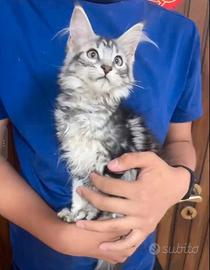 Maine Coon silver tabby