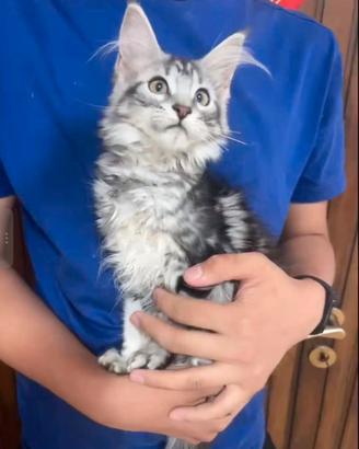 Maine Coon silver tabby