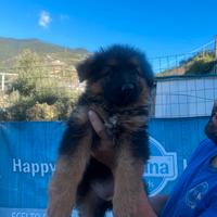 Cuccioli di pastore tedesco