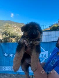 Cuccioli di pastore tedesco