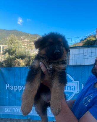 Cuccioli di pastore tedesco