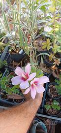 Pianta hibiscus Siriacus