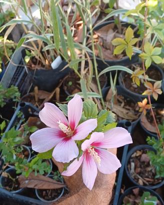 Pianta hibiscus Siriacus