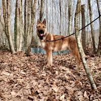 Cucciolo di Lupo cecoslovacco