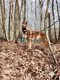 Cucciolo di Lupo cecoslovacco