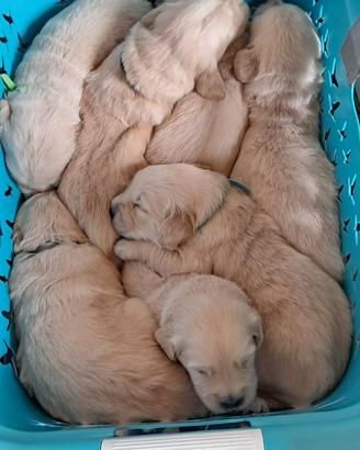 Cuccioli di Golden Retriever