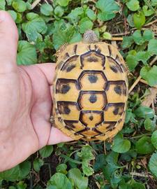 Tartaruga di terra
