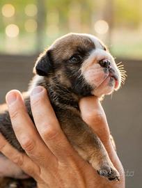 Cuccioli bulldog inglese allevamento