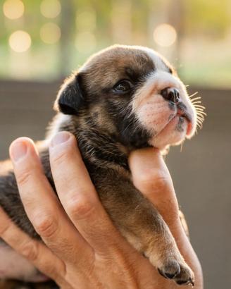 Cuccioli bulldog inglese allevamento