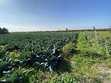 Terreno di 4500 m² a Mondragone